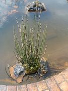 Equisetum japonica - Praslička