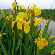 Iris pseudacorus - Kosatec žltý