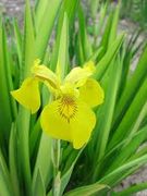 Iris pseudacorus "Variegata" - Kosatec