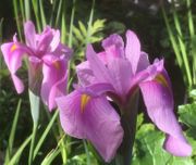 Iris laevigata "Rose Queen" - Kosatec japonský