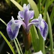 Iris laevigata "Mottled Beauty" - Kosatec